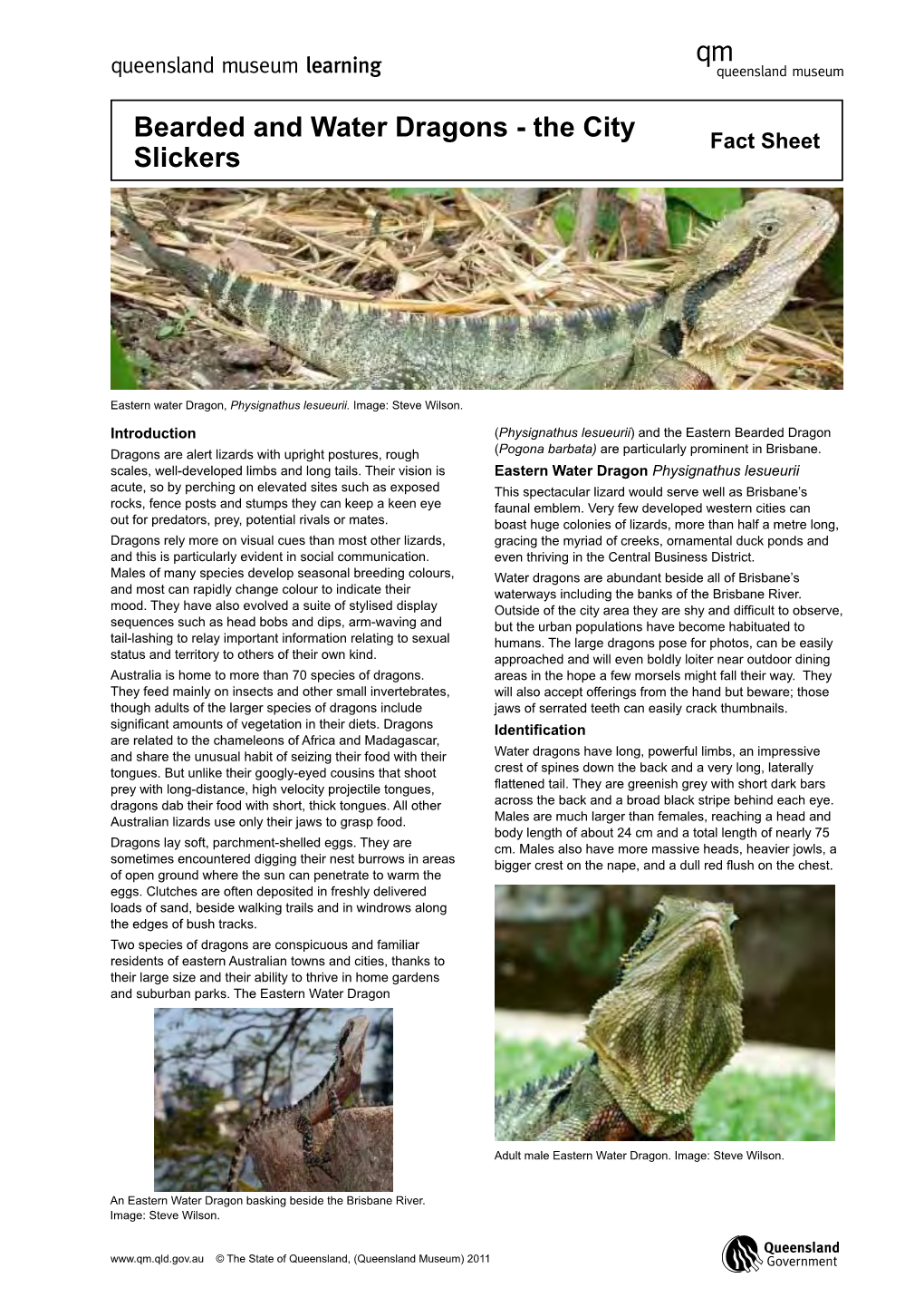 Bearded and Water Dragons - the City Fact Sheet Slickers