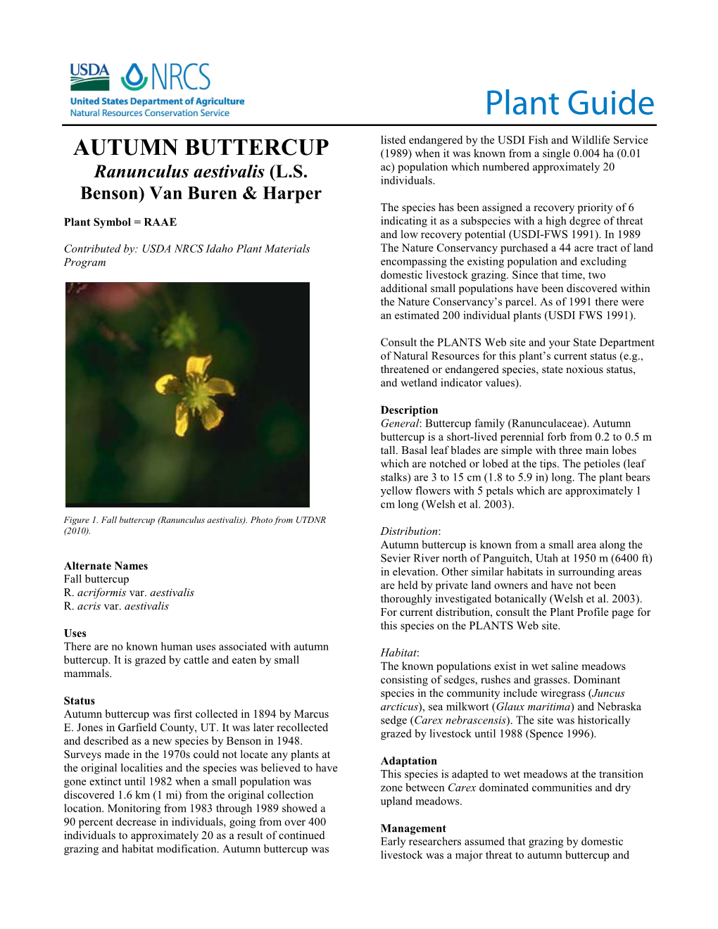 Plant Guide for Autumn Buttercup