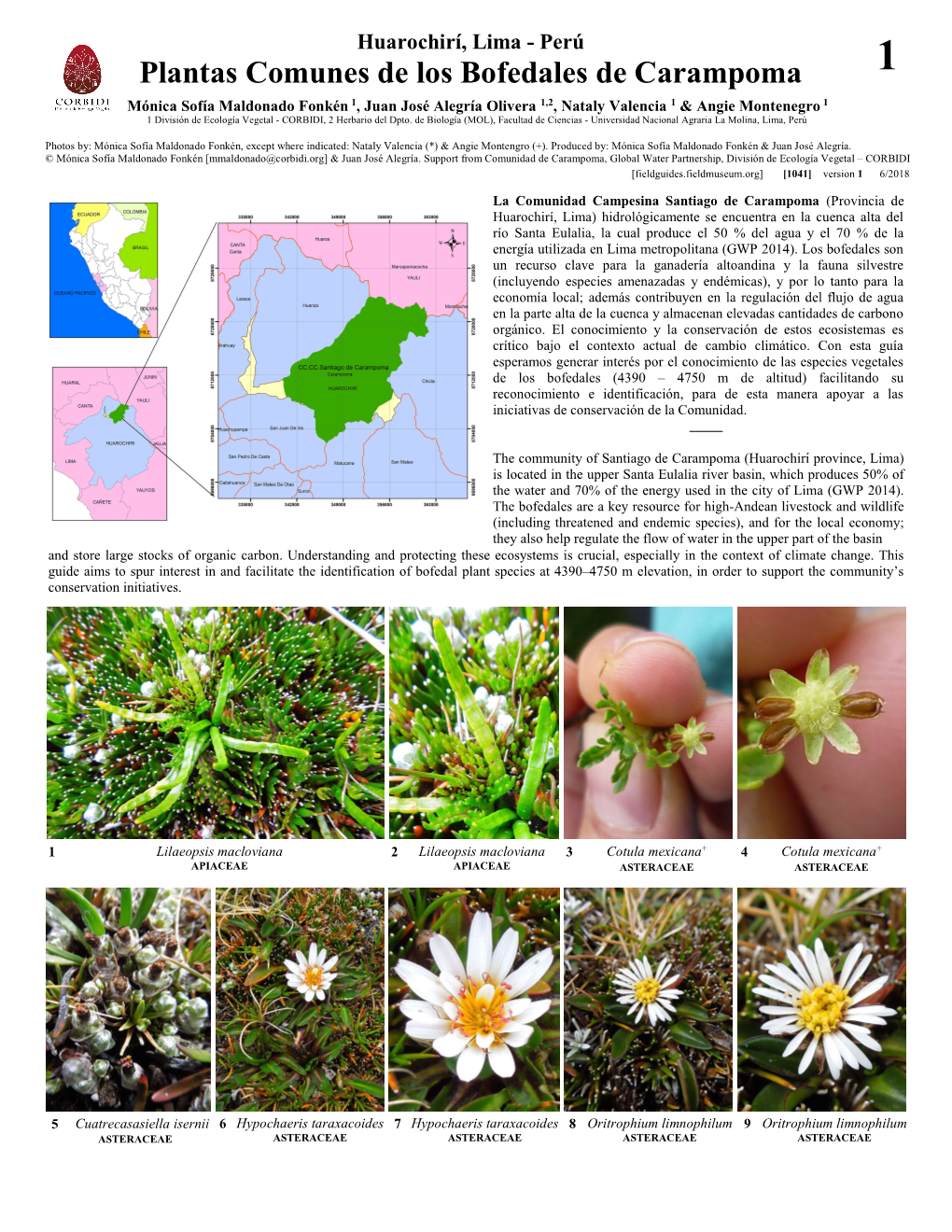 Plantas Comunes De Los Bofedales De Carampoma