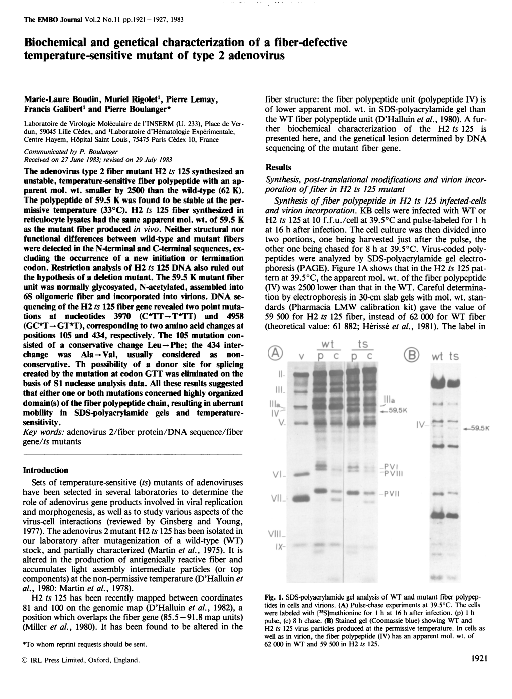 Biochemical and Genetical Characterization of a Fiber-Defective Temperature-Sensitive Mutant of Type 2 Adenovirus