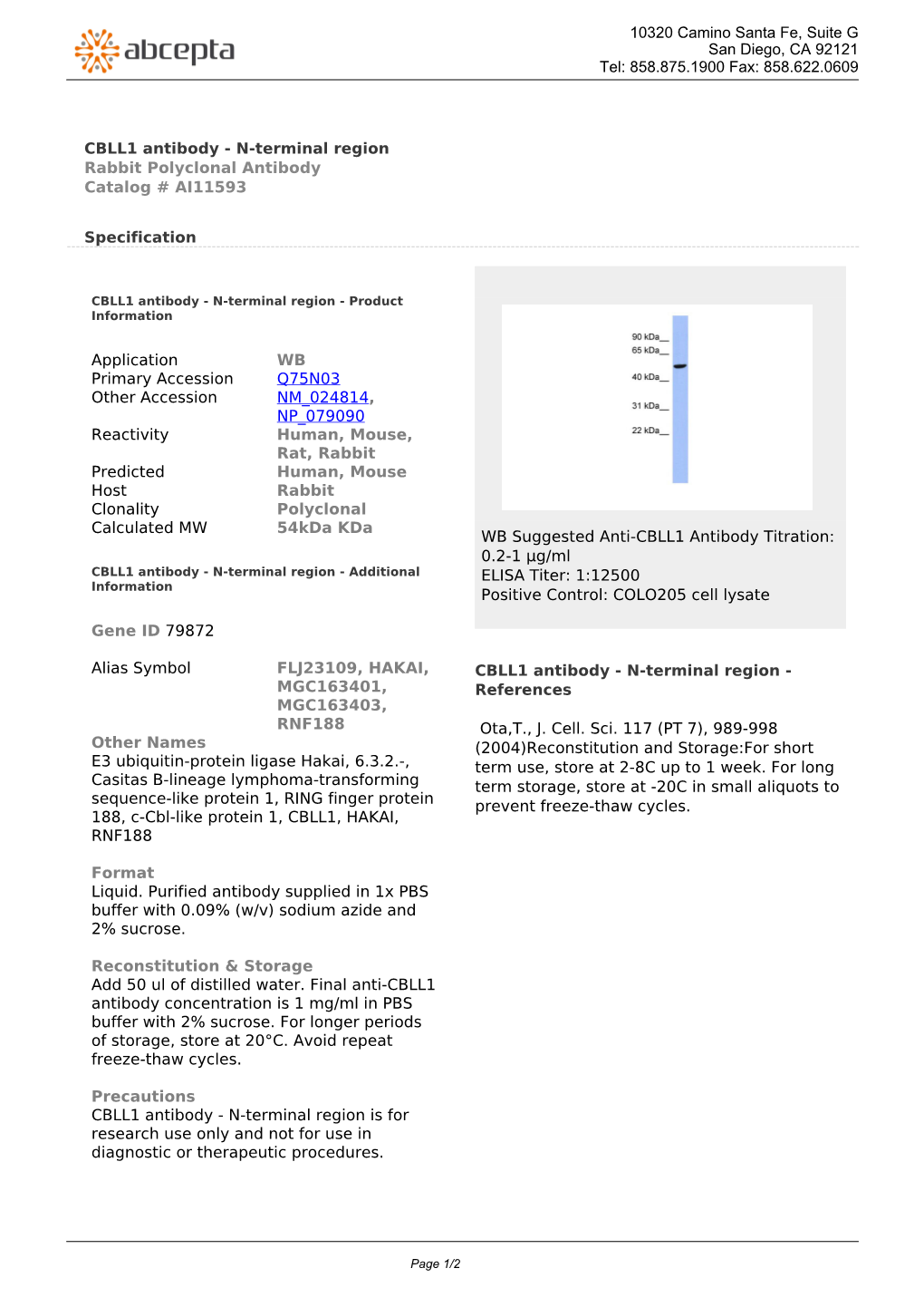 CBLL1 Antibody - N-Terminal Region Rabbit Polyclonal Antibody Catalog # AI11593