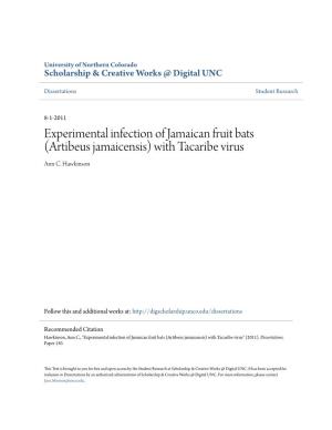 Artibeus Jamaicensis) with Tacaribe Virus Ann C