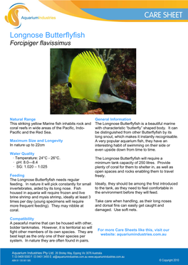 Longnose Butterflyfish Forcipiger Flavissimus