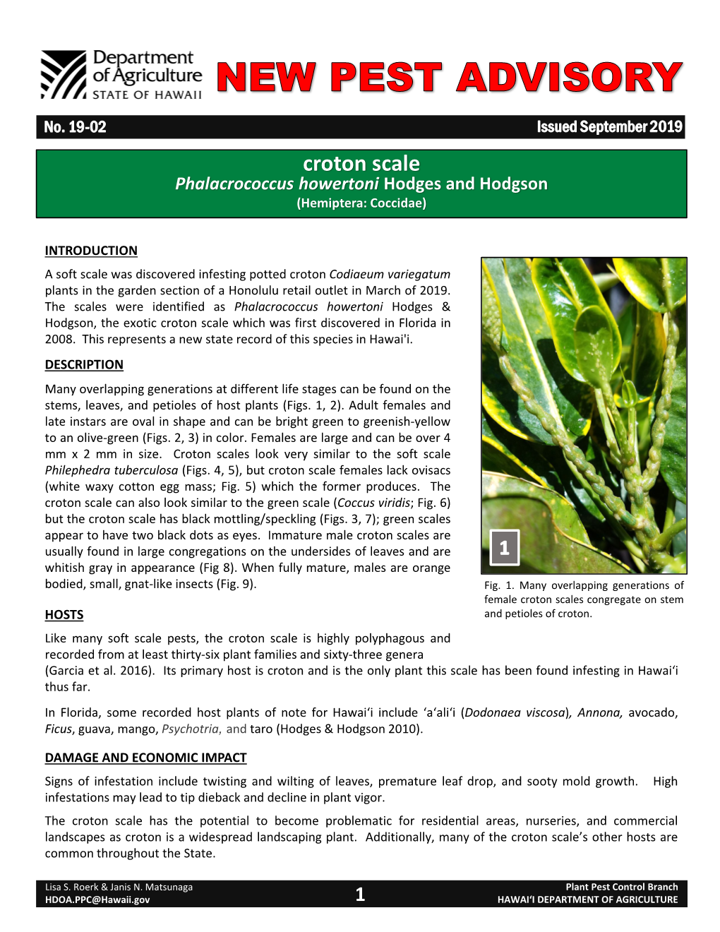 Croton Scale Phalacrococcus Howertoni Hodges and Hodgson (Hemiptera: Coccidae)