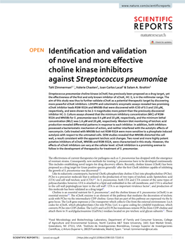 Identification and Validation of Novel and More Effective Choline Kinase