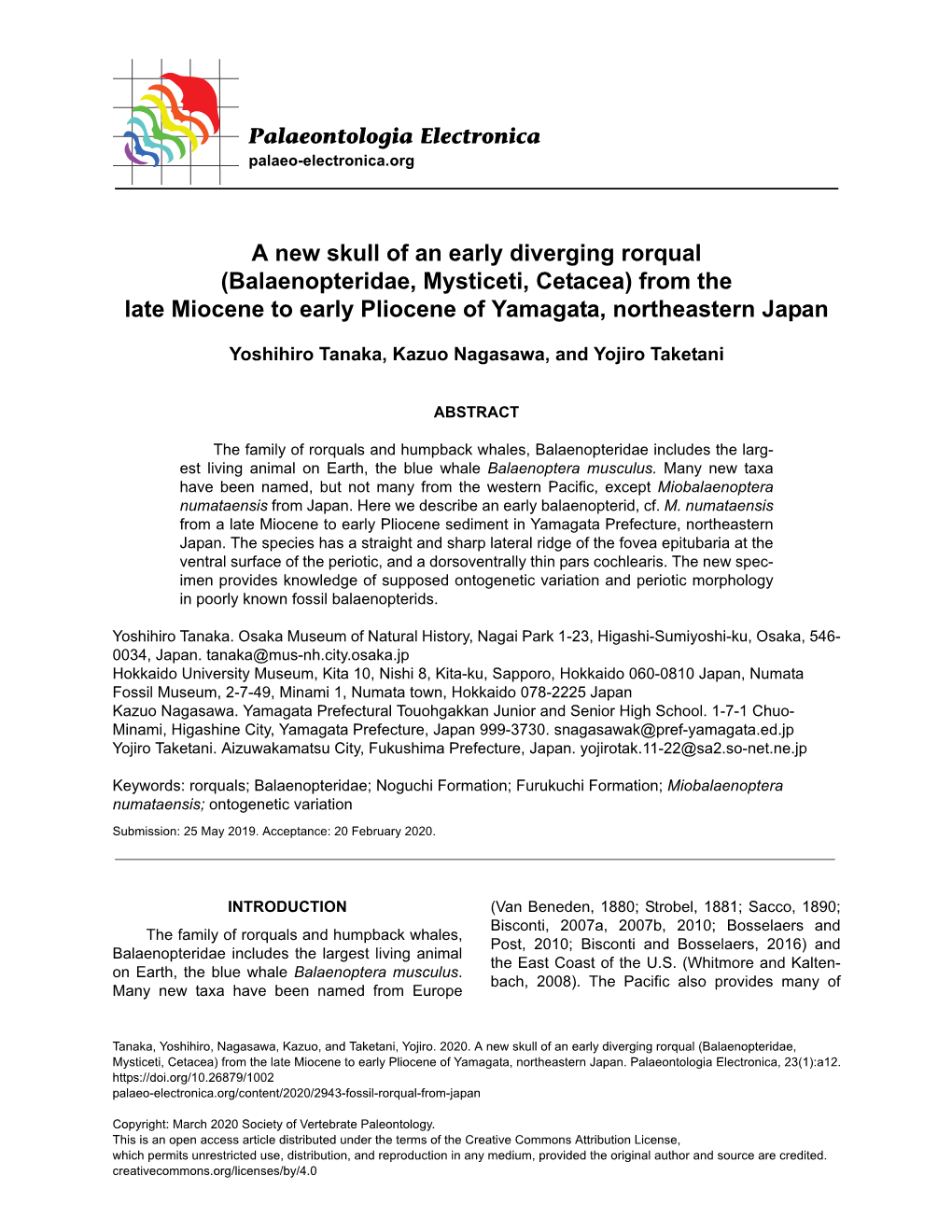 A New Skull of an Early Diverging Rorqual (Balaenopteridae, Mysticeti, Cetacea) from the Late Miocene to Early Pliocene of Yamagata, Northeastern Japan