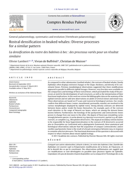 Rostral Densification in Beaked Whales: Diverse Processes for A