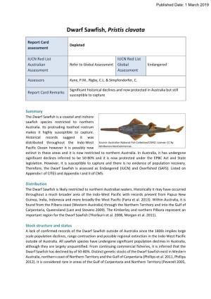 Dwarf Sawfish, Pristis Clavata