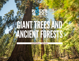California – Nevada Giant Trees and Ancient Forests