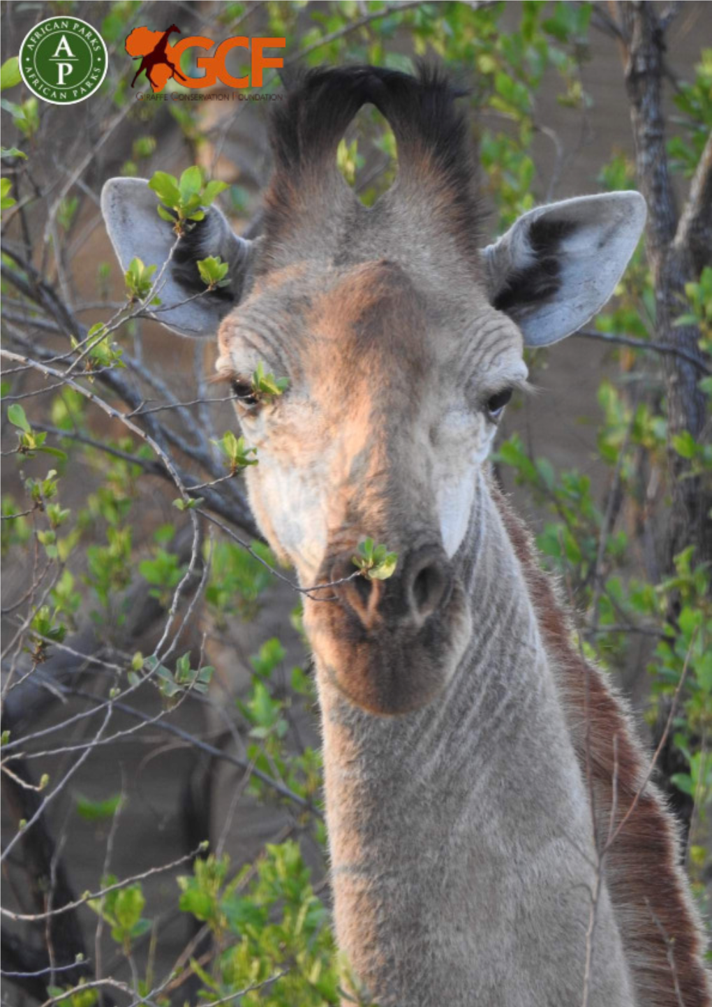 Majete - Giraffe Introduction October 2018