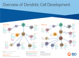 View Dendritic Cell Development Poster