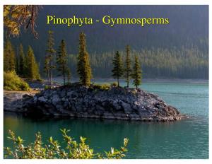 Pinophyta - Gymnosperms Pinophyta - Gymnosperms