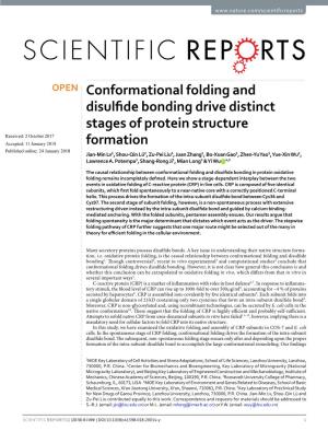 Conformational Folding and Disulfide Bonding Drive Distinct Stages Of