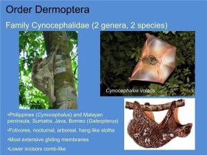 Order Dermoptera Family Cynocephalidae (2 Genera, 2 Species)
