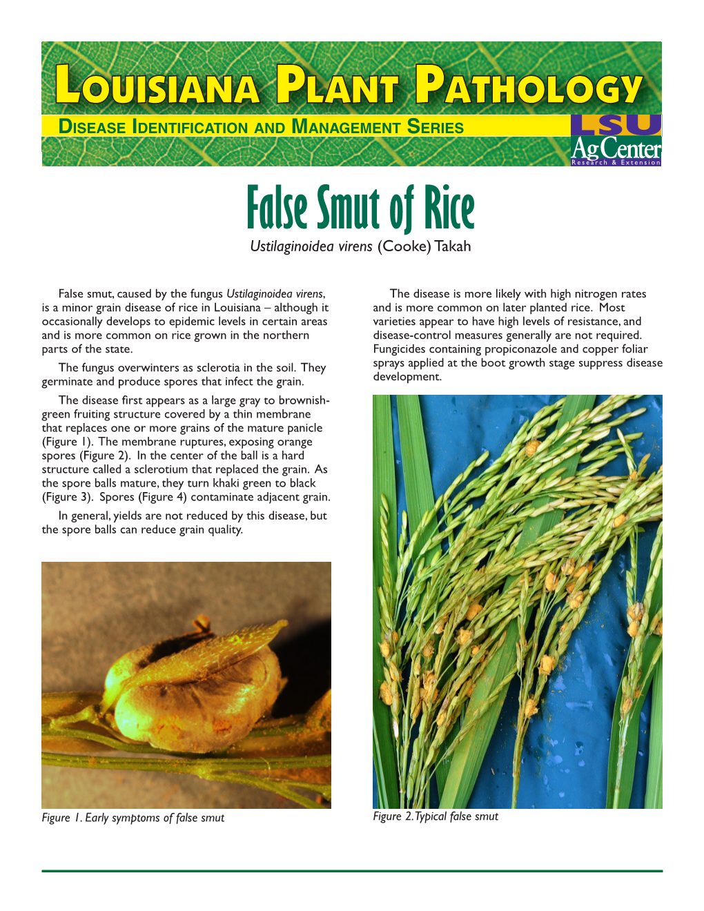 False Smut of Rice Ustilaginoidea Virens (Cooke) Takah