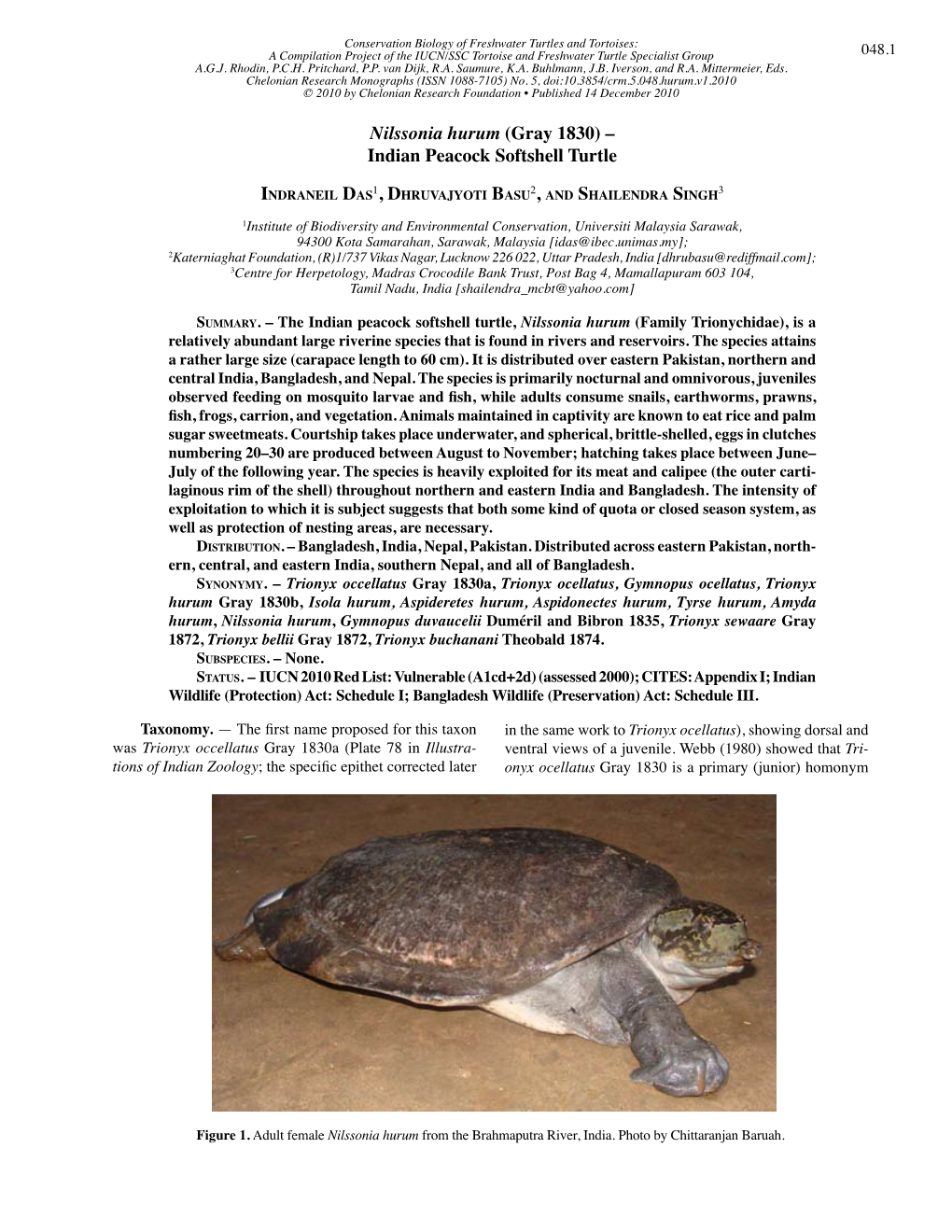 Nilssonia Hurum (Gray 1830) – Indian Peacock Softshell Turtle