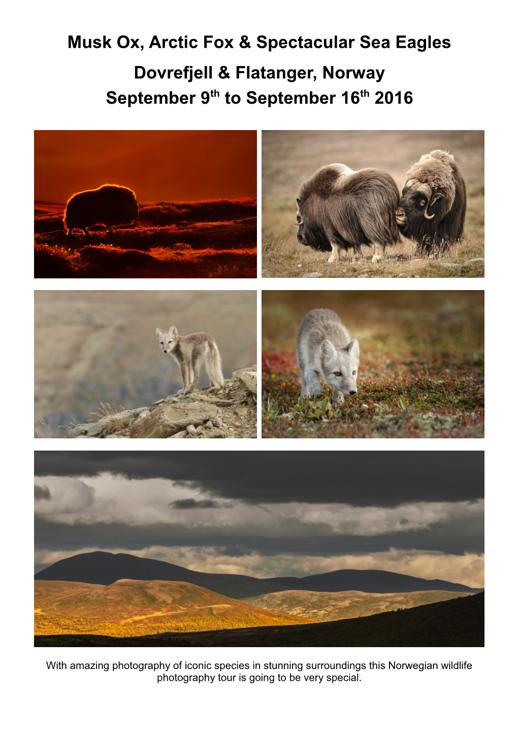 Musk Ox, Arctic Fox & Spectacular Sea Eagles Dovrefjell & Flatanger