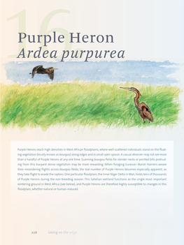 Purple Heron Ardea Purpurea