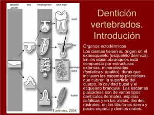 Dentición Vertebrados. Introdución • Órganos Ectodérmicos • Los Dientes Tienen Su Origen En El Exoesqueleto (Esqueleto Dérmico)