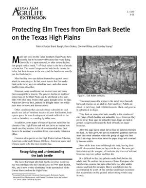 Protecting Elm Trees from Elm Bark Beetle on the Texas High Plains