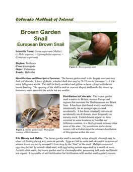 Brown Garden Snail European Brown Snail