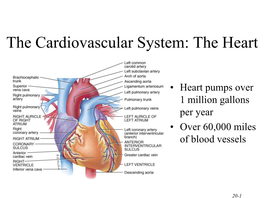 The Cardiovascular System: the Heart