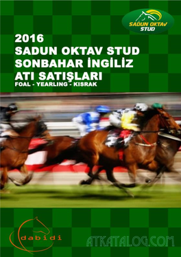 Sadun Oktav Stud Sonbahar Safkan Ingiliz Atı Satışları