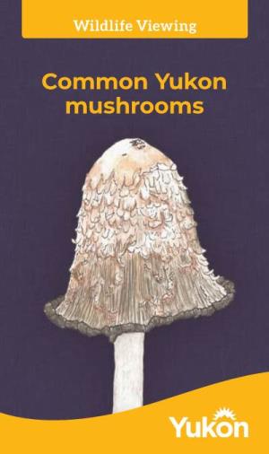 Common Yukon Mushrooms a Guide to Common Yukon Mushrooms