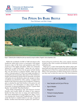 Pinon Ips Bark Beetle