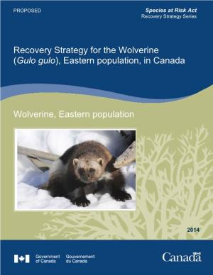 Wolverine (Gulo Gulo), Eastern Population, in Canada