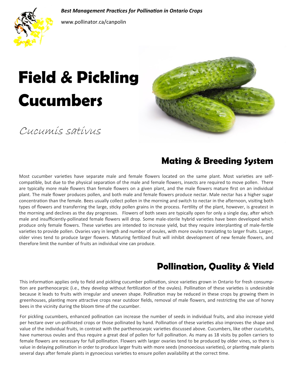 Field & Pickling Cucumbers