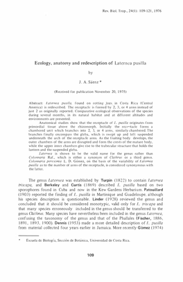 Ecology, Anatomy and Redescription of Laternea Pusilla by J . A. Sáenz the Genus Laternea Was Established by Turpin ( 1 822)