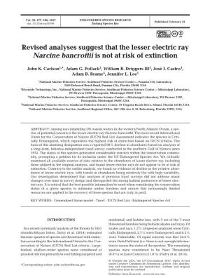 Revised Analyses Suggest That the Lesser Electric Ray Narcine Bancroftii Is Not at Risk of Extinction