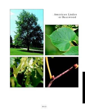 American Linden Or Basswood