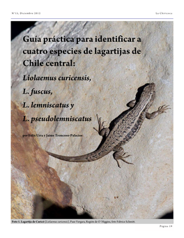 Guía Práctica Para Identificar a Cuatro Especies De Lagartijas De Chile Central: Liolaemus Curicensis, L