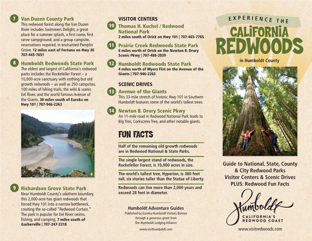 Redwoods State Park Grove