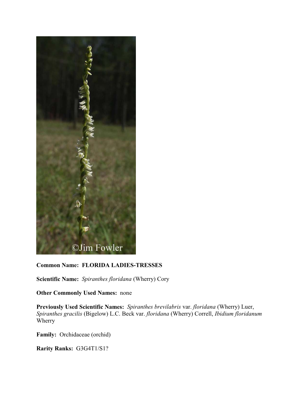 FLORIDA LADIES-TRESSES Scientific Name: Spiranthes Floridana