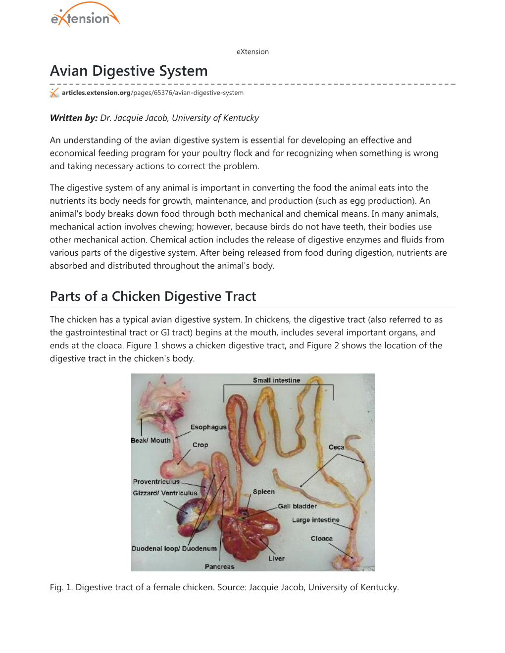 Avian Digestive System