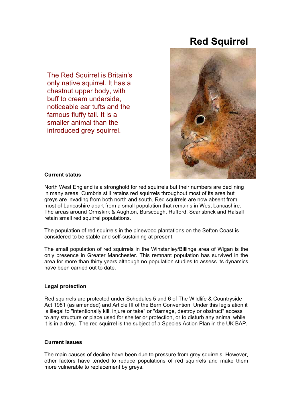 Red Squirrel