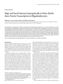 Olig1 and Sox10 Interact Synergistically to Drivemyelin Basic