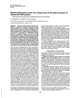 Eukaryotic Trna Genes (Hybrid Gene/Insertion Mutants/Nuclear Microinjection/RNA Polymerase HI Transcription) G