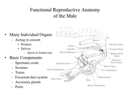 Functional Reproductive Anatomy of the Male