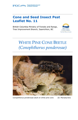 WHITE PINE CONE BEETLE (Conophthorus Ponderosae)