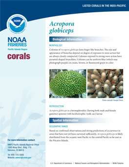 Acropora Globiceps :: Biological Information