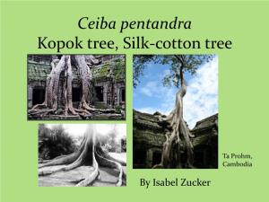 Silk Cotton Vs. Bombax Vs. Banyan