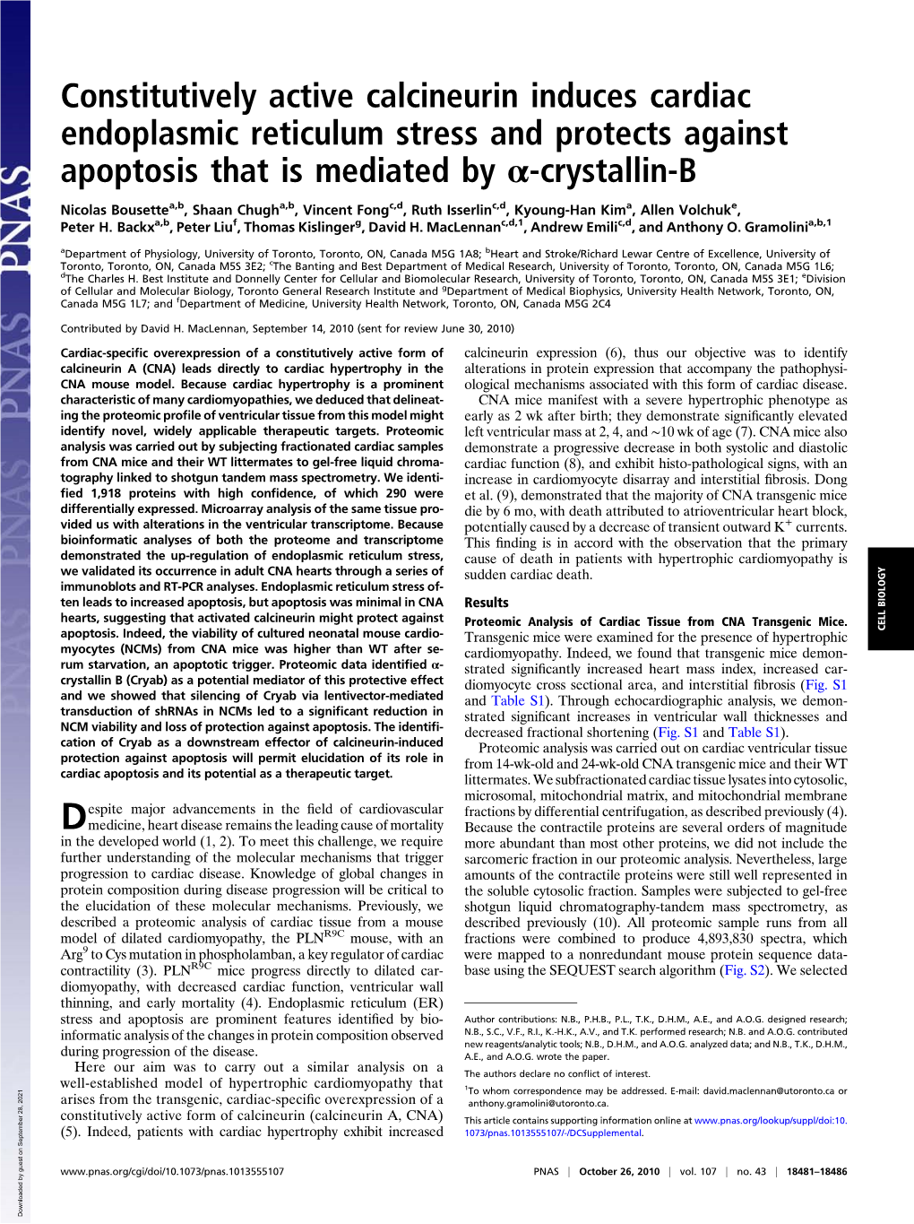 Constitutively Active Calcineurin Induces Cardiac Endoplasmic Reticulum Stress and Protects Against Apoptosis That Is Mediated by Α-Crystallin-B