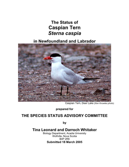 The Status of Caspian Tern Sterna Caspia