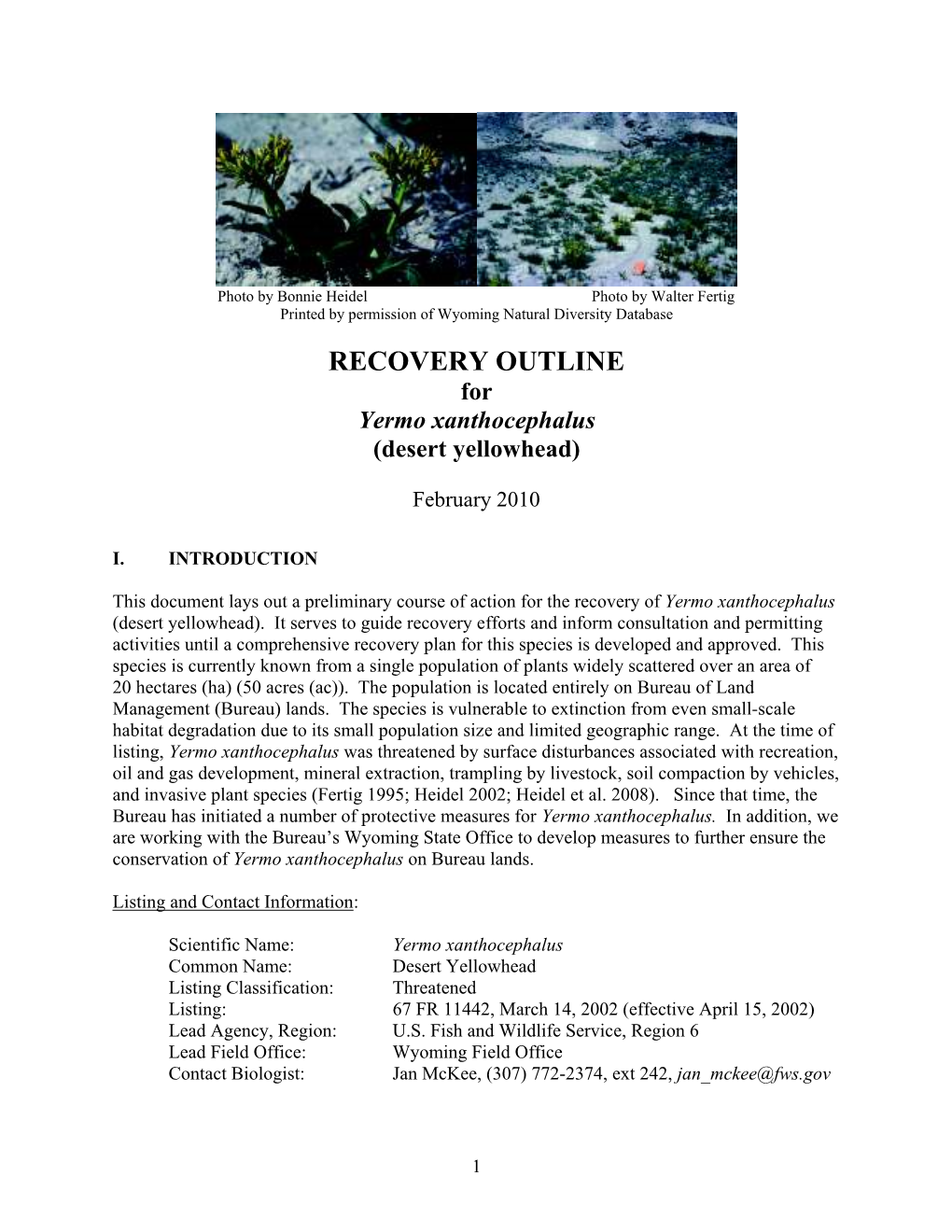 Desert Yellowhead 2010 Recovery Outline