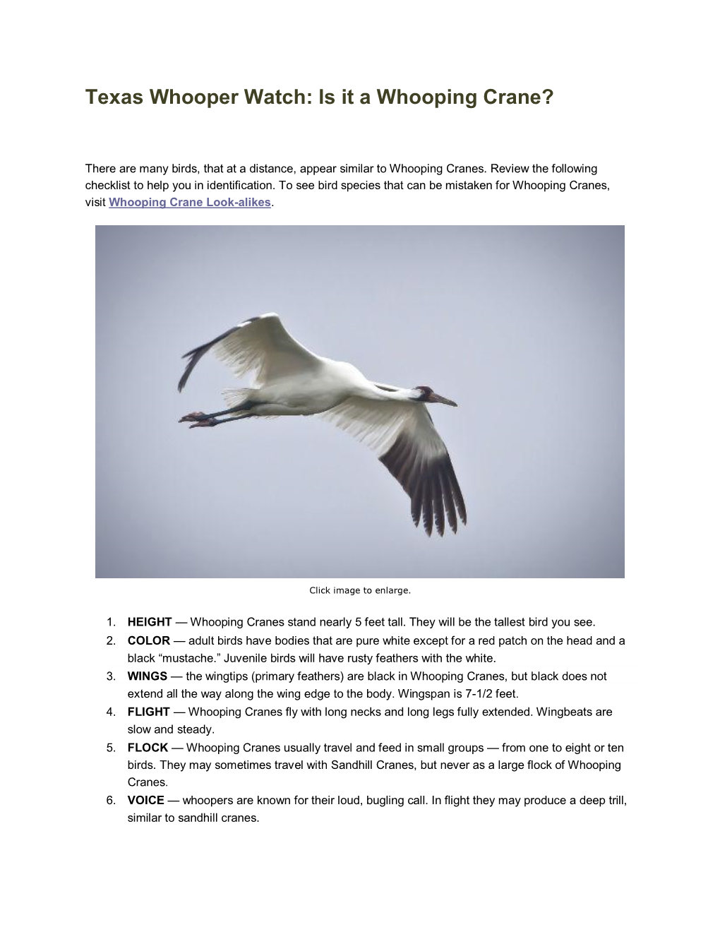 Texas Whooper Watch: Is It a Whooping Crane?