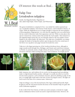Liriodendron Tulipifera, Tulip Tree